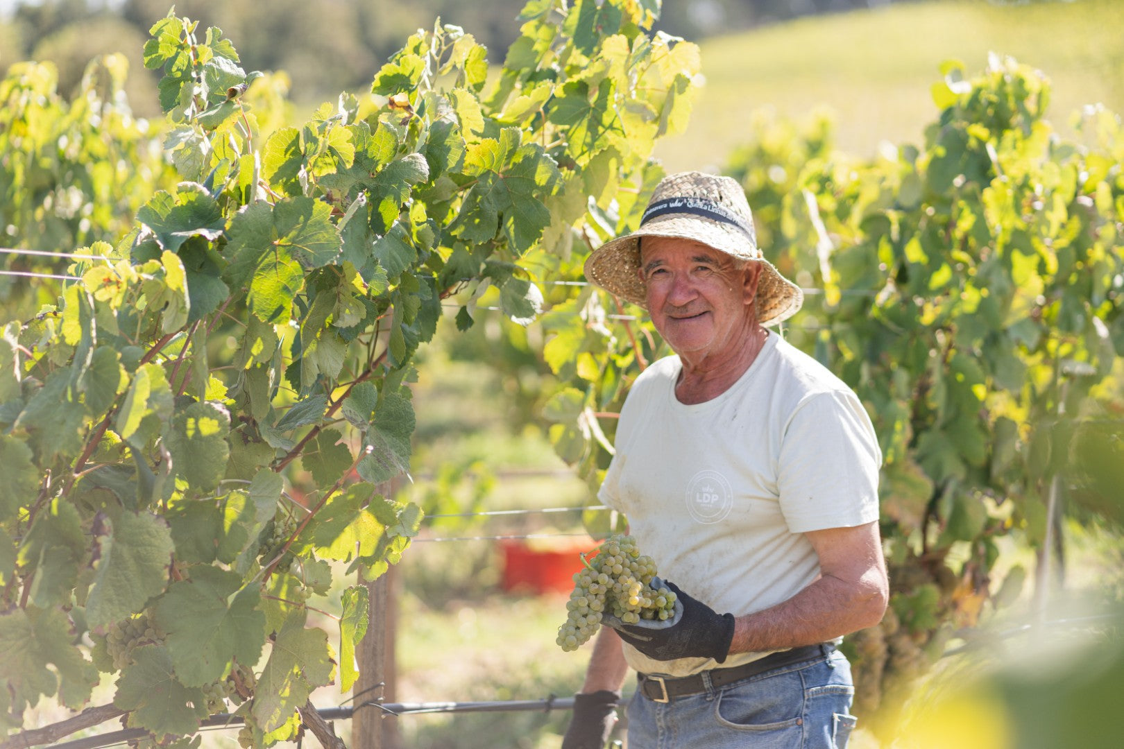 Vindima Autêntica: Da Vinha ao Copo