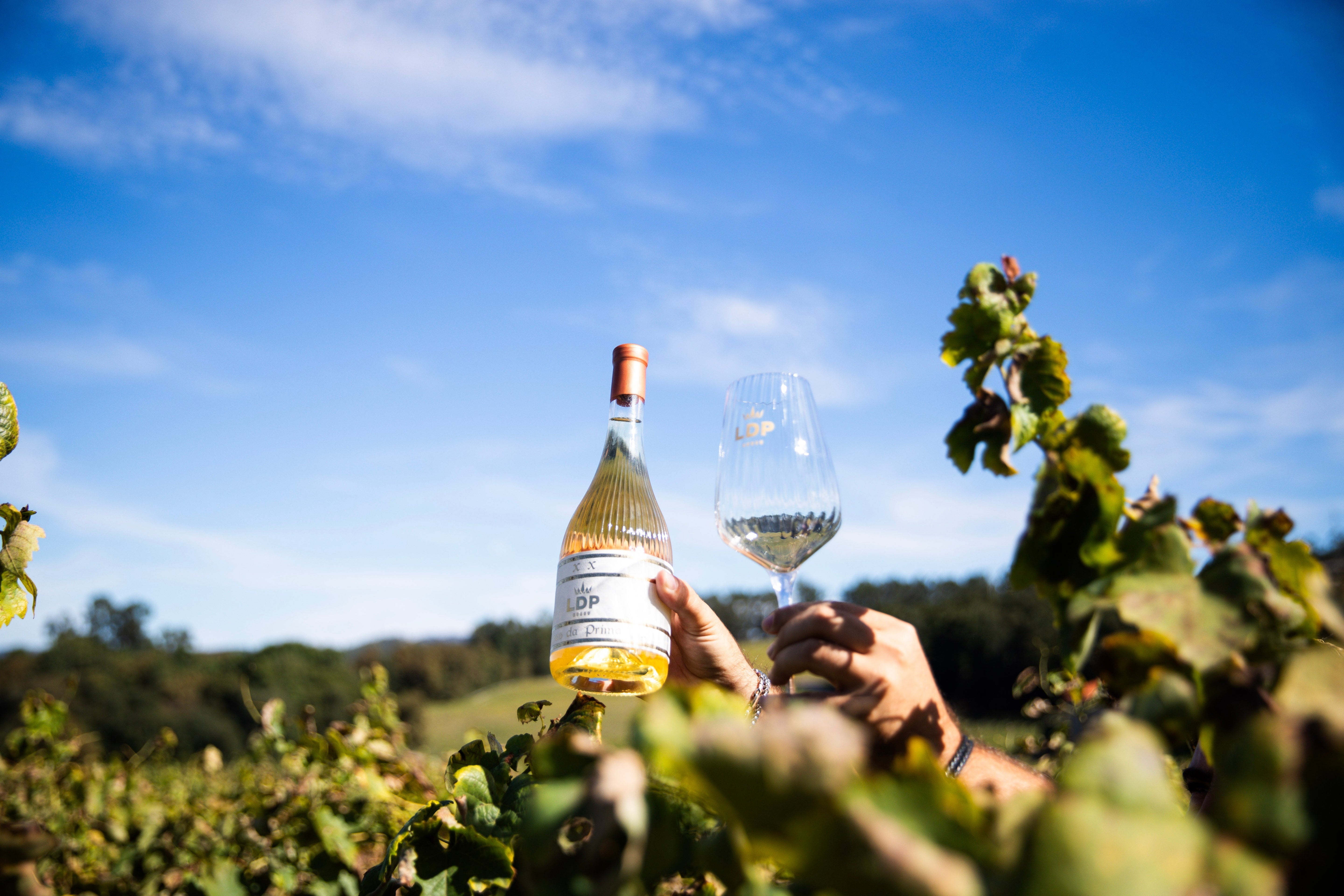 Essência da Vinha: Prova de Vinhos